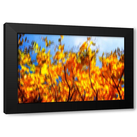 Autumn Impressions VI Black Modern Wood Framed Art Print with Double Matting by Hausenflock, Alan