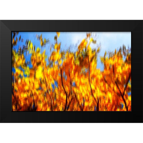 Autumn Impressions VI Black Modern Wood Framed Art Print by Hausenflock, Alan