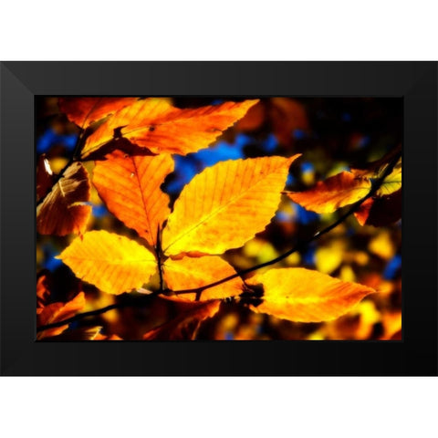Autumn Impressions IX Black Modern Wood Framed Art Print by Hausenflock, Alan