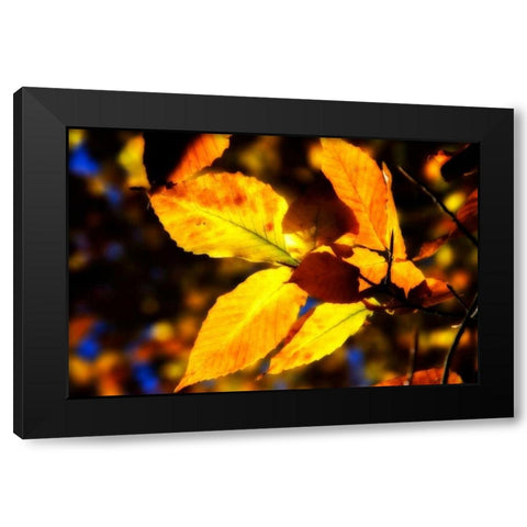 Autumn Impressions X Black Modern Wood Framed Art Print by Hausenflock, Alan