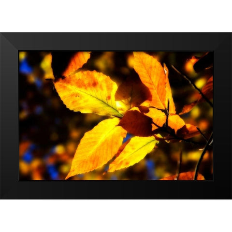 Autumn Impressions X Black Modern Wood Framed Art Print by Hausenflock, Alan