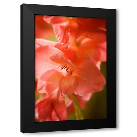 Bella Rosa I Black Modern Wood Framed Art Print with Double Matting by Hausenflock, Alan