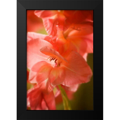 Bella Rosa I Black Modern Wood Framed Art Print by Hausenflock, Alan