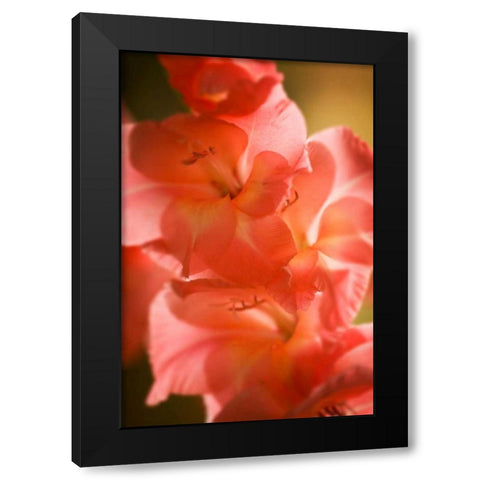 Bella Rosa II Black Modern Wood Framed Art Print with Double Matting by Hausenflock, Alan