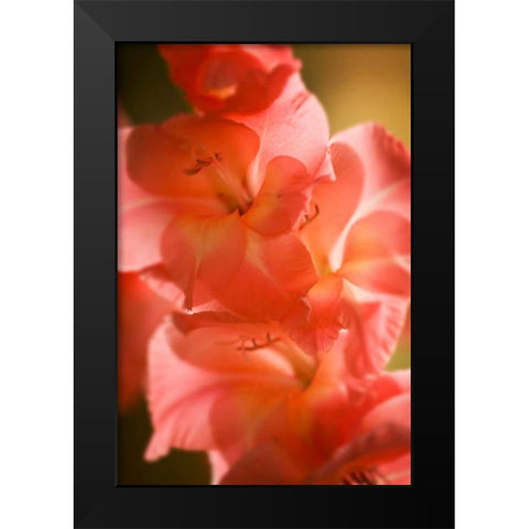 Bella Rosa II Black Modern Wood Framed Art Print by Hausenflock, Alan