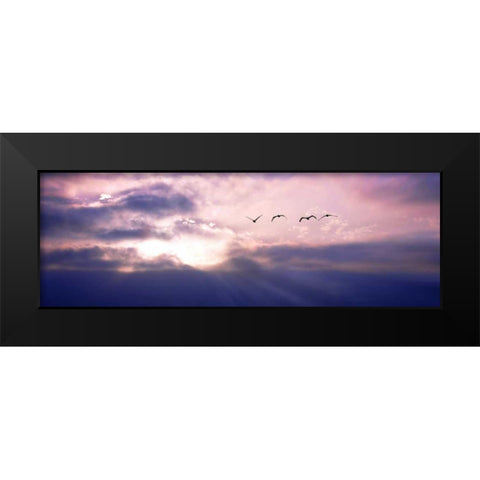 Pelicans Above the Bay Black Modern Wood Framed Art Print by Hausenflock, Alan