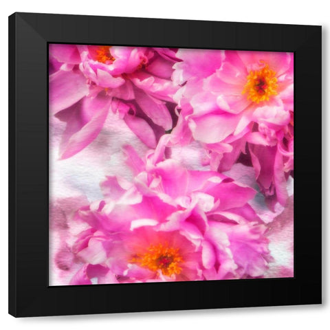 Pink Flowers I Black Modern Wood Framed Art Print with Double Matting by Hausenflock, Alan