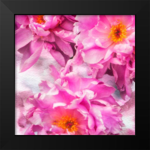 Pink Flowers I Black Modern Wood Framed Art Print by Hausenflock, Alan