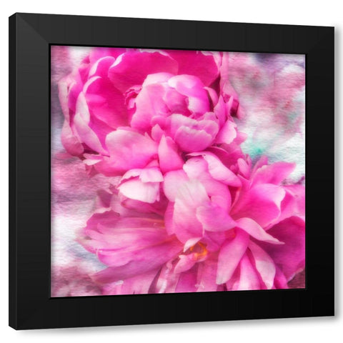 Pink Flowers II Black Modern Wood Framed Art Print by Hausenflock, Alan