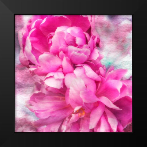 Pink Flowers II Black Modern Wood Framed Art Print by Hausenflock, Alan