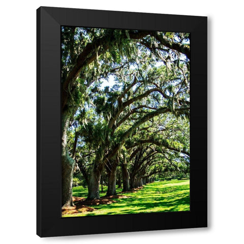 Avenue of Oaks I Black Modern Wood Framed Art Print with Double Matting by Hausenflock, Alan