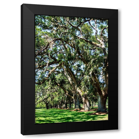 Avenue of Oaks II Black Modern Wood Framed Art Print with Double Matting by Hausenflock, Alan