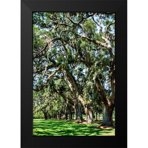 Avenue of Oaks II Black Modern Wood Framed Art Print by Hausenflock, Alan