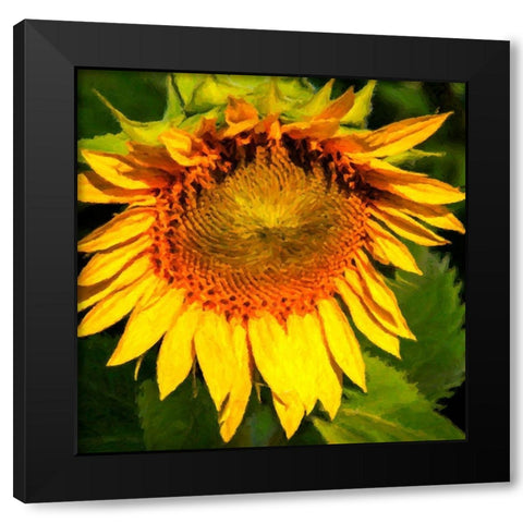 Sunflower I Black Modern Wood Framed Art Print with Double Matting by Hausenflock, Alan