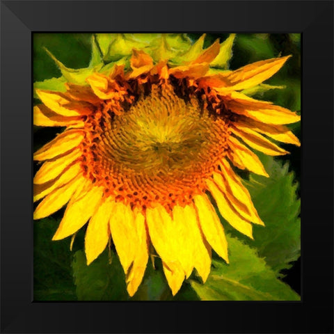 Sunflower I Black Modern Wood Framed Art Print by Hausenflock, Alan