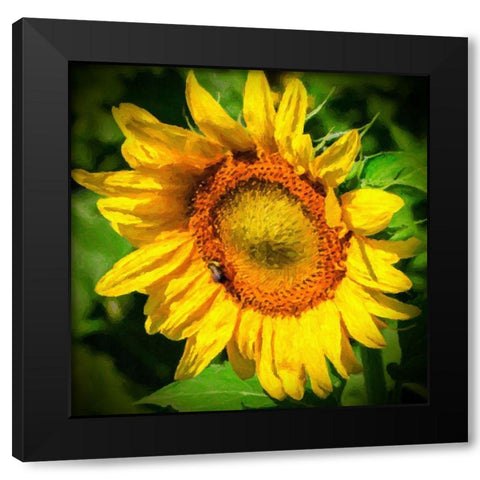 Sunflower II Black Modern Wood Framed Art Print with Double Matting by Hausenflock, Alan