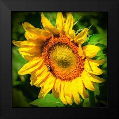 Sunflower II Black Modern Wood Framed Art Print by Hausenflock, Alan