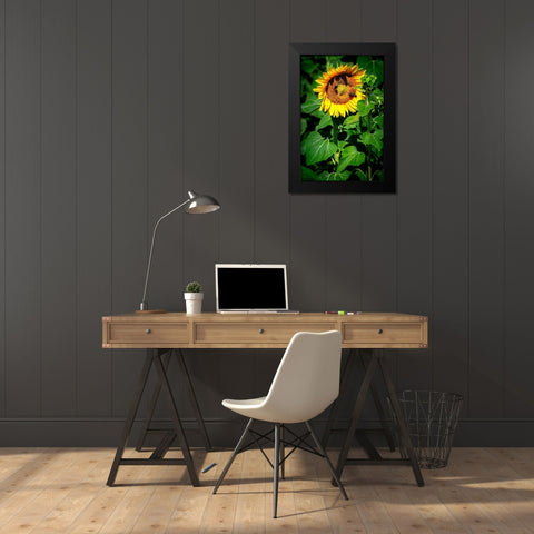 A Summer Flower I Black Modern Wood Framed Art Print by Hausenflock, Alan