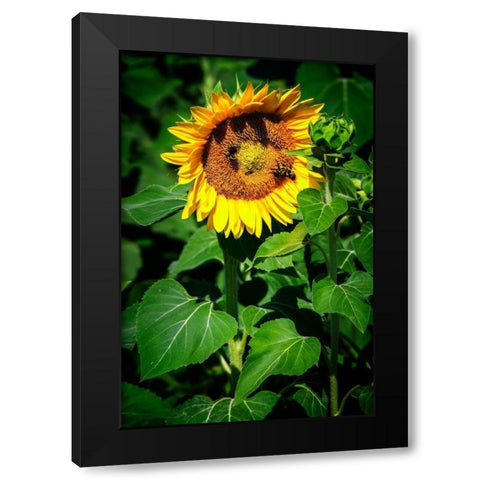 A Summer Flower I Black Modern Wood Framed Art Print with Double Matting by Hausenflock, Alan