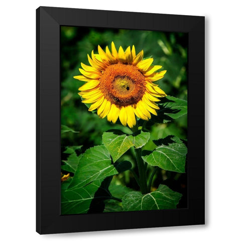 A Summer Flower II Black Modern Wood Framed Art Print by Hausenflock, Alan