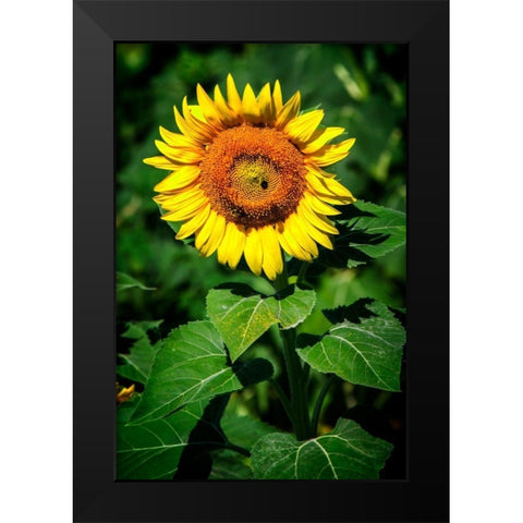 A Summer Flower II Black Modern Wood Framed Art Print by Hausenflock, Alan