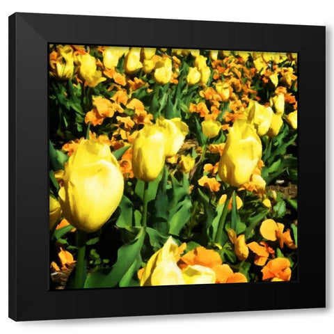 Yellow Tulips Black Modern Wood Framed Art Print by Hausenflock, Alan