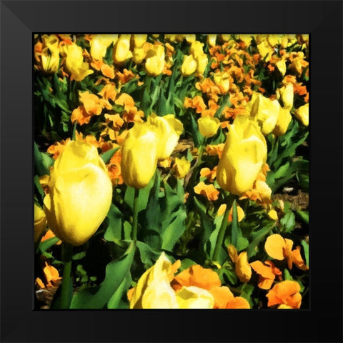 Yellow Tulips Black Modern Wood Framed Art Print by Hausenflock, Alan