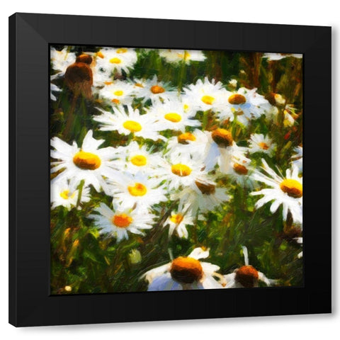 Sunlit Daisies Black Modern Wood Framed Art Print with Double Matting by Hausenflock, Alan