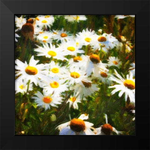 Sunlit Daisies Black Modern Wood Framed Art Print by Hausenflock, Alan