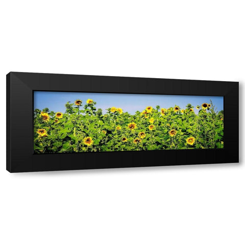 Sunny Sunflowers I Black Modern Wood Framed Art Print with Double Matting by Hausenflock, Alan