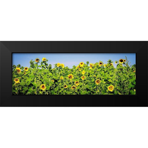 Sunny Sunflowers I Black Modern Wood Framed Art Print by Hausenflock, Alan