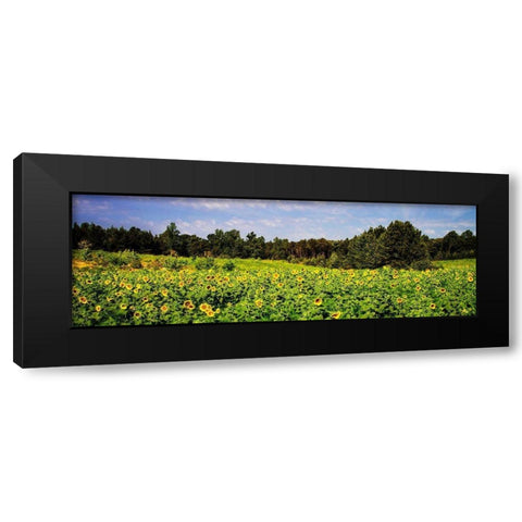 Sunflower Fields II Black Modern Wood Framed Art Print with Double Matting by Hausenflock, Alan