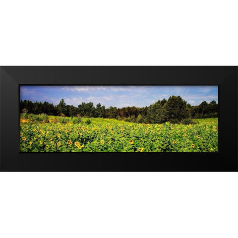 Sunflower Fields II Black Modern Wood Framed Art Print by Hausenflock, Alan