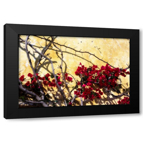 Flowers of Carmel I Black Modern Wood Framed Art Print by Hausenflock, Alan