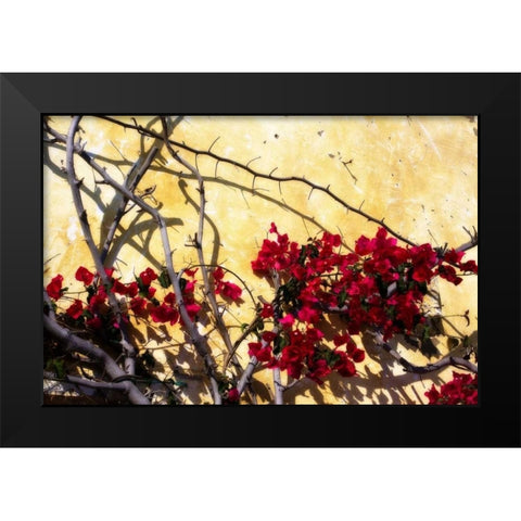 Flowers of Carmel I Black Modern Wood Framed Art Print by Hausenflock, Alan