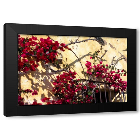 Flowers of Carmel II Black Modern Wood Framed Art Print by Hausenflock, Alan