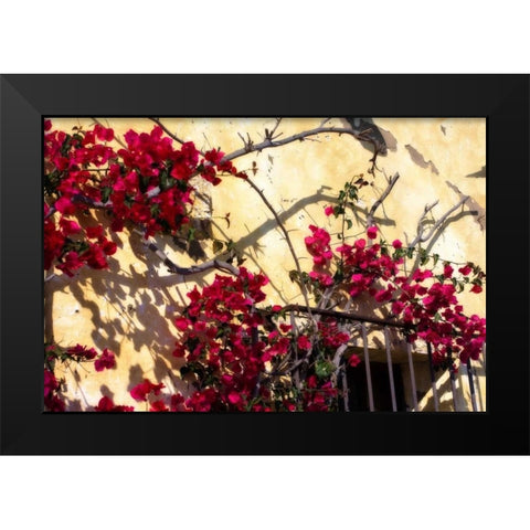 Flowers of Carmel II Black Modern Wood Framed Art Print by Hausenflock, Alan