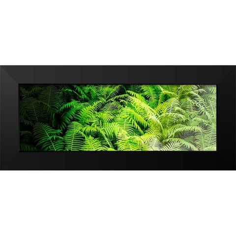 Forest Ferns II Black Modern Wood Framed Art Print by Hausenflock, Alan