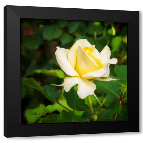 A Single Rose I Black Modern Wood Framed Art Print with Double Matting by Hausenflock, Alan