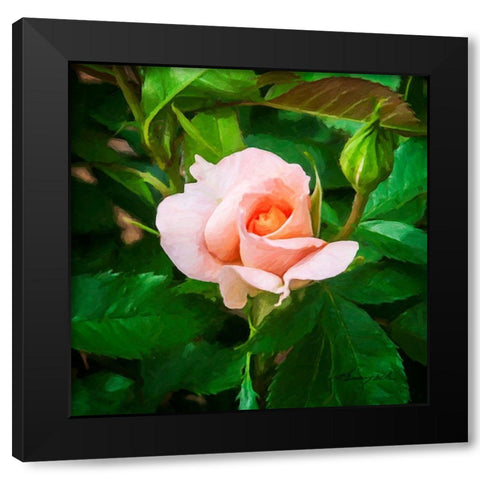 A Single Rose II Black Modern Wood Framed Art Print by Hausenflock, Alan