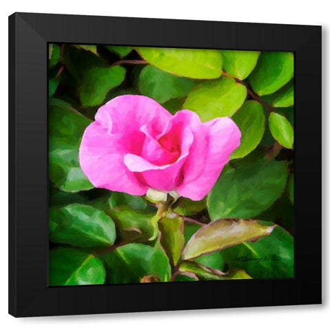 A Single Rose IV Black Modern Wood Framed Art Print with Double Matting by Hausenflock, Alan