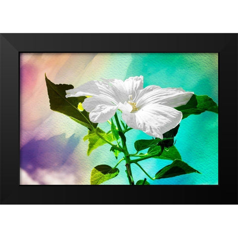 Summer Flower Black Modern Wood Framed Art Print by Hausenflock, Alan