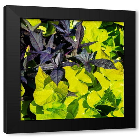 Colorful Leaves I Black Modern Wood Framed Art Print with Double Matting by Hausenflock, Alan
