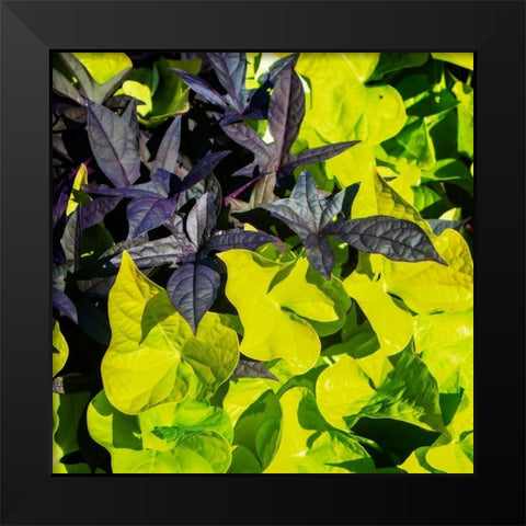 Colorful Leaves I Black Modern Wood Framed Art Print by Hausenflock, Alan