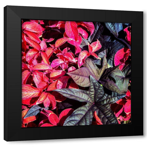 Colorful Leaves II Black Modern Wood Framed Art Print with Double Matting by Hausenflock, Alan