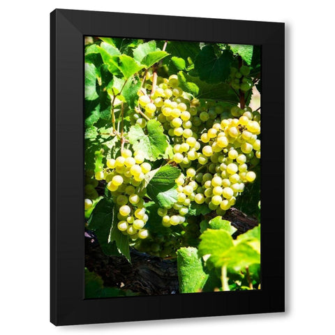 Sunny Vineyard I Black Modern Wood Framed Art Print with Double Matting by Hausenflock, Alan