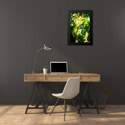 Sunny Vineyard II Black Modern Wood Framed Art Print by Hausenflock, Alan