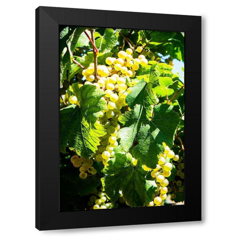 Sunny Vineyard II Black Modern Wood Framed Art Print by Hausenflock, Alan