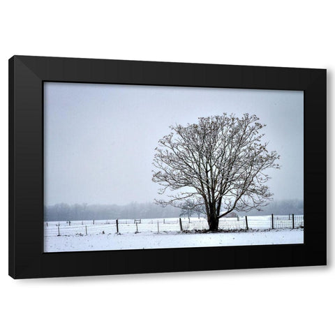 Snowbound I Black Modern Wood Framed Art Print by Hausenflock, Alan