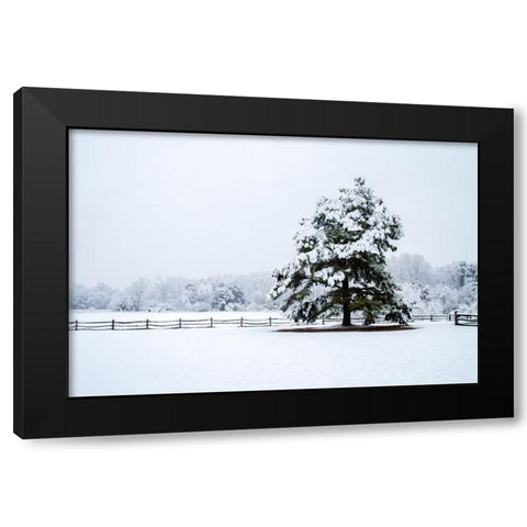 Snowy Sentinel Black Modern Wood Framed Art Print with Double Matting by Hausenflock, Alan